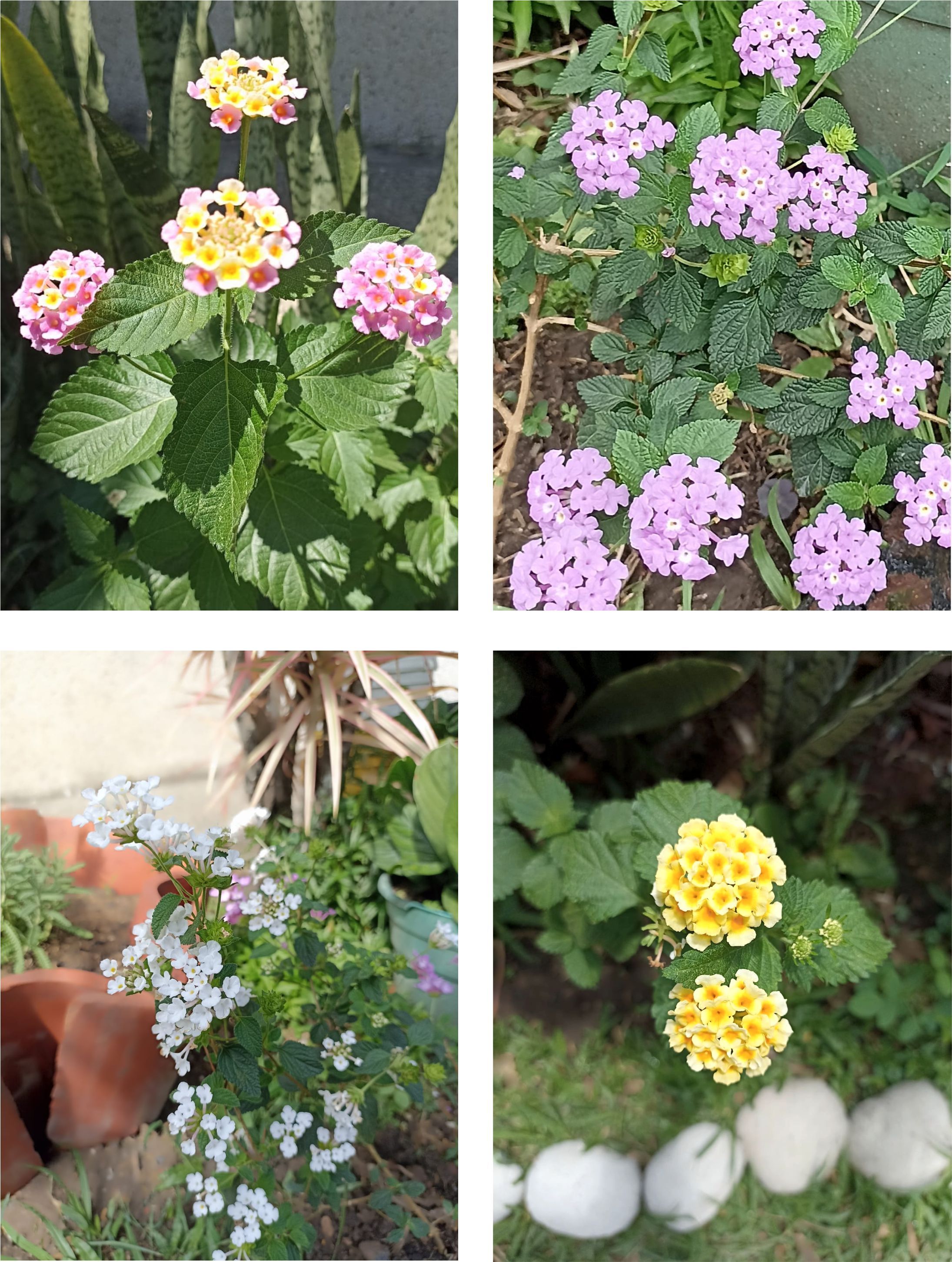 Lantana (Foto Ecojardín G&V)