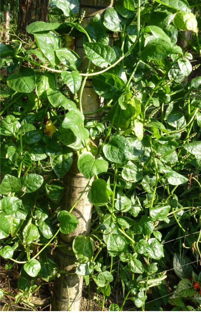 Espinaca Malabar